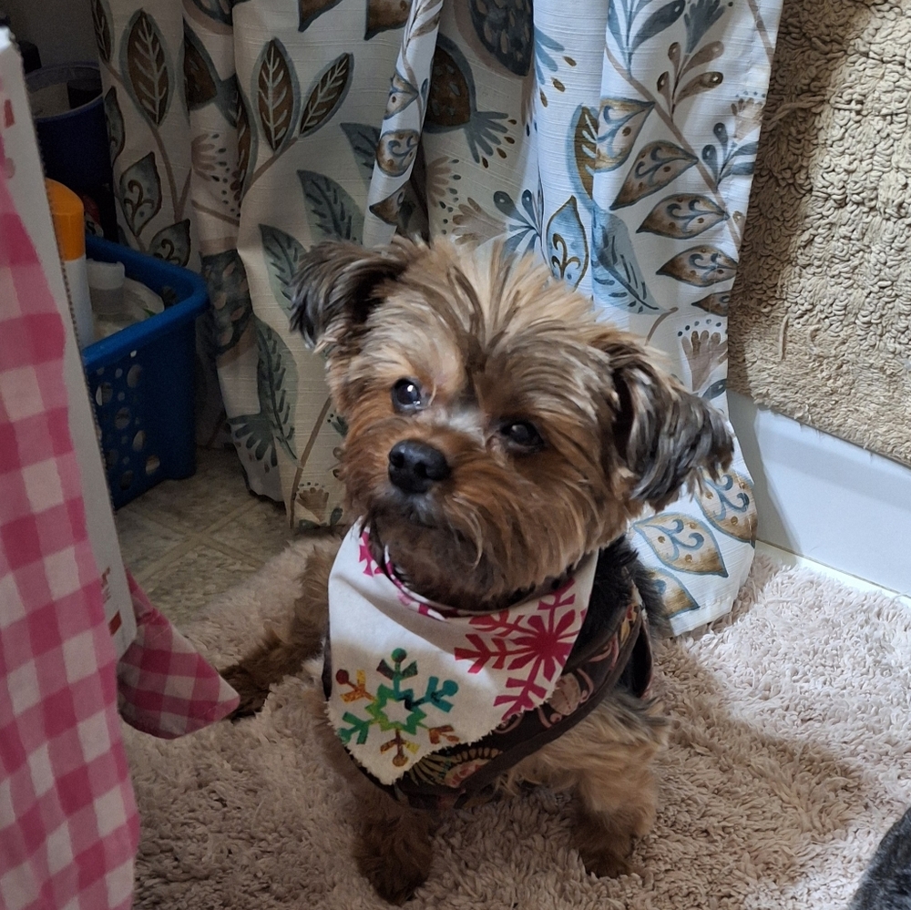 $8 Unlisted Listing**SORRY, MY DOG OR HER SCARF IS NOT FOR SALE**